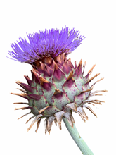 Load image into Gallery viewer, Scottish Thistle Cushion