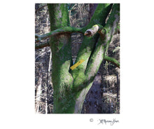 Load image into Gallery viewer, Moss Covered Tree Trunk, Falkirk, Scotland
